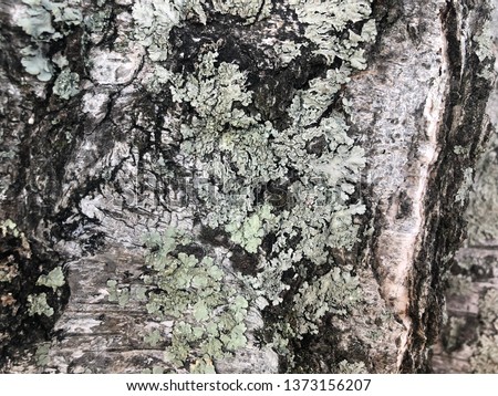 Natural bark texture.Wood with fungus live together. Rough texture with brown and green color.