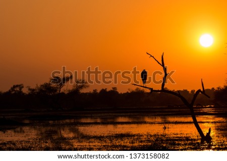 The bird and the landscape of Bharatpur Sanctuary during Sunset : Bharatpur, Rajasthan/India - Feb 2019