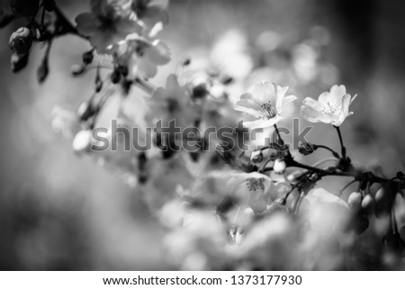 Beautiful close up spring nature flowers processed in black and white blurred background. Abstract nature concept