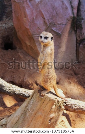 A wild meerkat standing on a stump