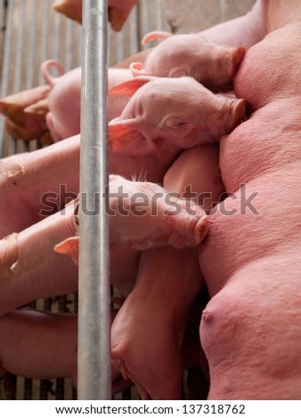 little piglets that feed on by big mother