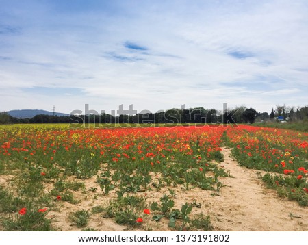 Poppy fields, Baix Empordà, Girona, Catalonia. 