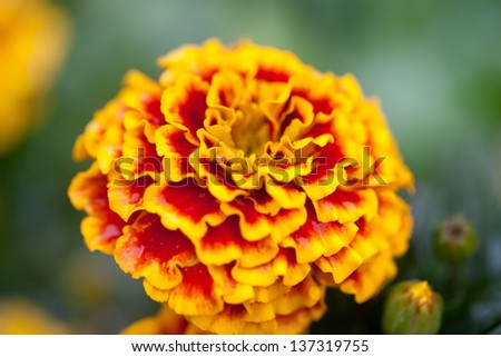 Orange pot marigold (Calendula officinalis) field