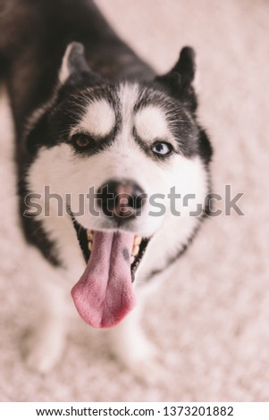 tongue husky, dog with tongue sticking out
