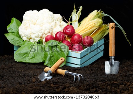 Vegetables on ground on color background. The garden tool on the earth