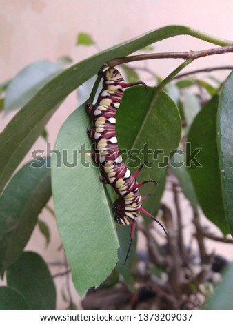 beautiful caterpillars are eating