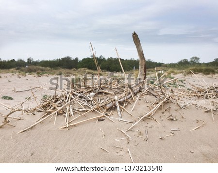 Dead tree logs, dry reeds and drift wood used for sand dunes reconstruction in the coast line of  Sant Pere Pescador, Alt Empordà, Girona, Catalonia. 