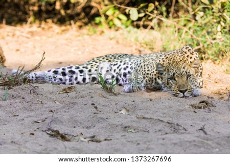A leopard in a river bed with blue eyes
