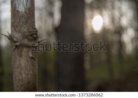 Black locust tree with thorns in the woods in the evening