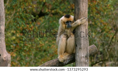 Monkey sitting on the fence