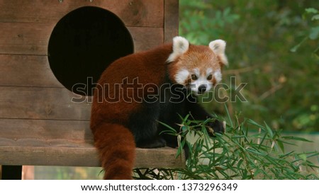 Red Panda eats leaves