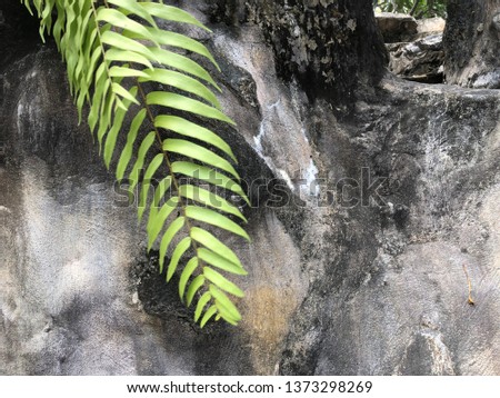 fern leaf in front of the rock