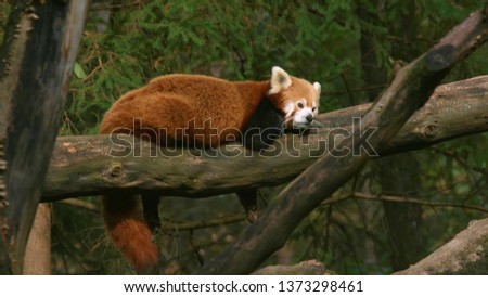 Red Panda resting