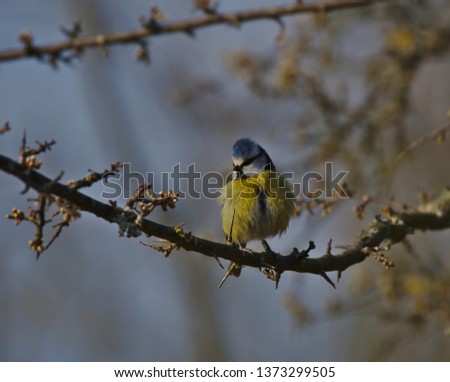 Blue tit, small passerine bird, Cambridgeshire, England, UK, Europe
