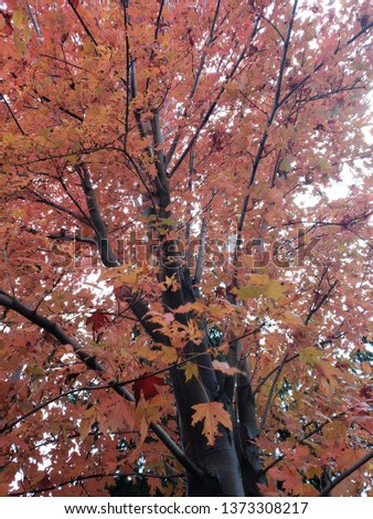 A maple tree in the fall.