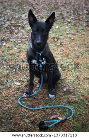 Black dog and leash