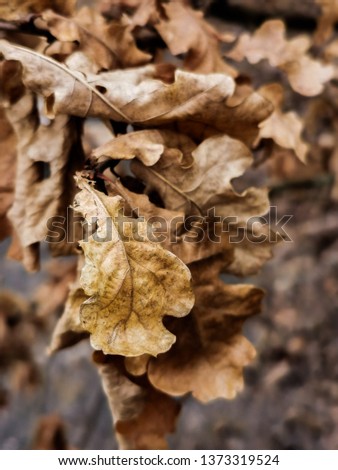 Dry orange leaves