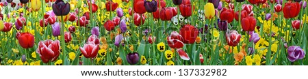 Tulips & violets Royalty-Free Stock Photo #137332982
