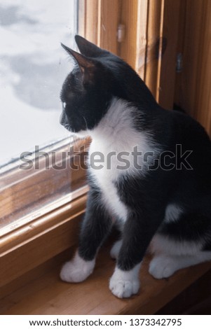 Black and white young cat looking out the window at the street on a wooden window
