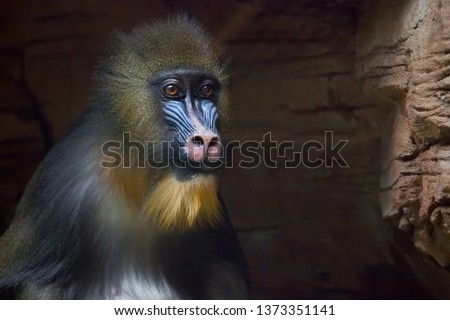 The pensive face of a madril monkey Rafiki close-up on a dark background.
