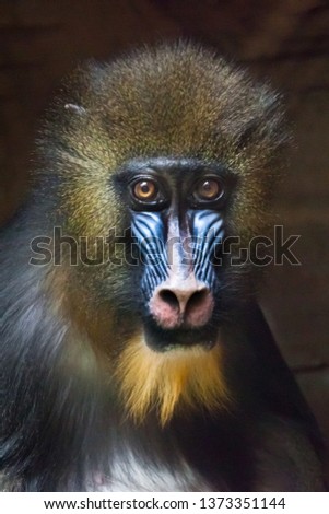  The pensive face of a madril monkey Rafiki close-up on a dark background.