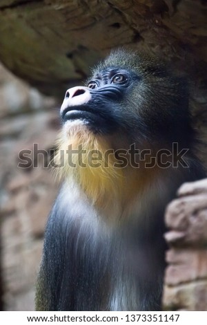 The pensive face of a madril monkey Rafiki close-up on a dark background.