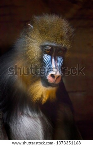 Sadness is sadness in the eyes. The pensive face of a madril monkey Rafiki close-up on a dark background.