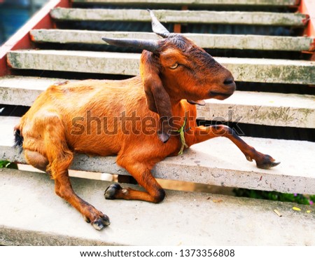 Domestic Animal Photography - The Goat