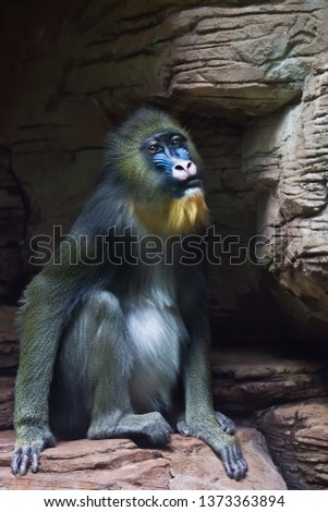 sad Mandrill monkey Rafiki close-up on a dark background and rocks (stones).