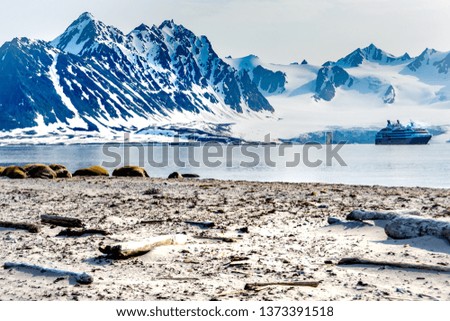  Walrus resting near the ocean, expedition cruise ship and mountains  background, Spitsbergen , Norway