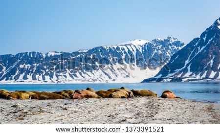  Walruses near the ocean, Spitsbergen , Norway