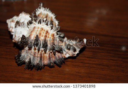 Sea shells on a dark wooden table. close-up