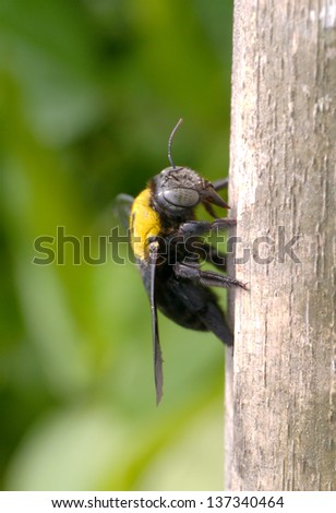 Close-up of bumblebee on bamboo branches.