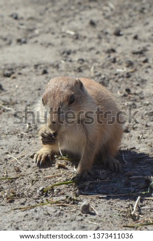 Cute prairie dogs searching for food