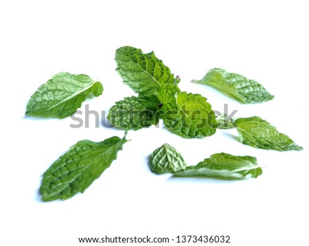 Green mint leaves placed on a white background
