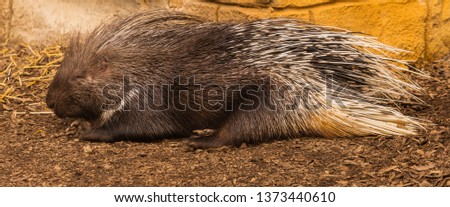 Porcupine lying on the ground