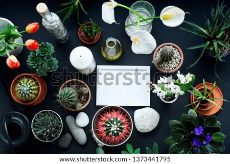 Modern black table decoration with Picture frame mockup. Cactus, succulent plants, tulips, and decorative rocks. View from above.