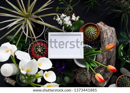 Modern black table decoration with Picture frame mockup. Cactus, succulent plants, tulips, and decorative rocks. View from above.