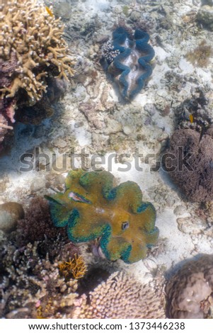 Colorful giant clam in a shallow reef. Giant clam is the largest living immobile bivalve mollusk in the world.