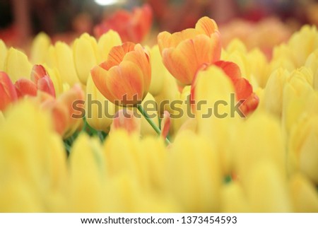 Close up yellow and orange tulip in the field.Selective focus,for the background.