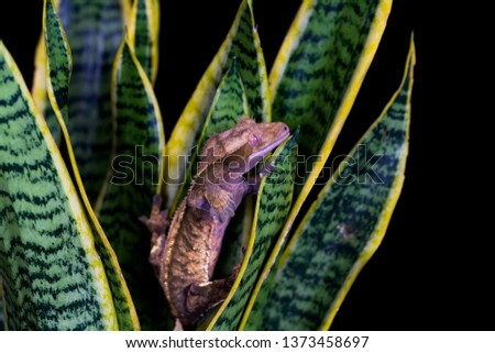 Crested gecko (Correlophus ciliatu) sitting on a plant - closeup with selective focus