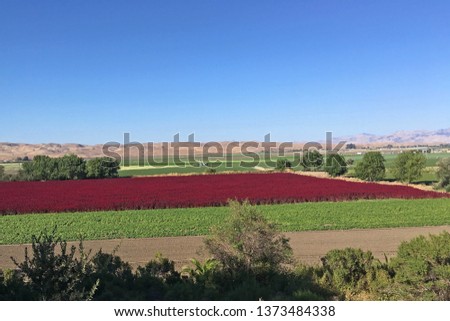 A field of red in the California valley seen from uphill of the St. Andreas fault line