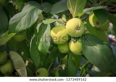 Fruits of green immature apples on the branch of tree with leaves. Shallow depth of field. Fruit growing in the garden.