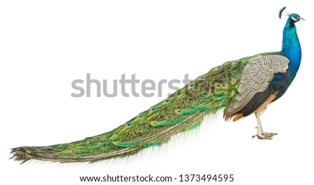 the big Beautiful Peacock on a walk Royalty-Free Stock Photo #1373494595