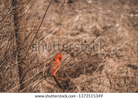 Northern cardinal posing for a picture; Beautiful redbird out in the sun on a warm spring day; Ontario, Canada