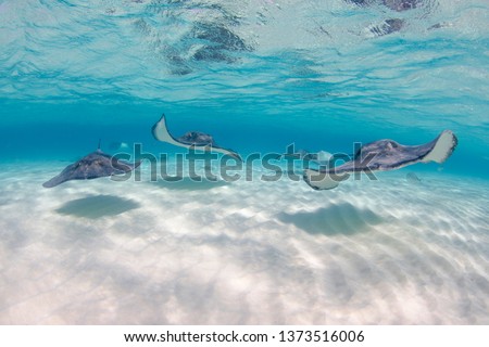 Stingrays swimming towards camera at Stingray city in Grand Cayman Islands Royalty-Free Stock Photo #1373516006