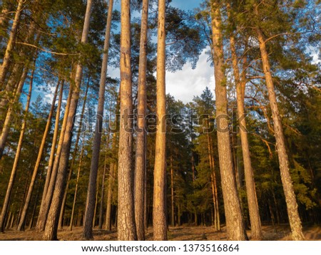 Pine in the forest at sunset. Evening forest.
