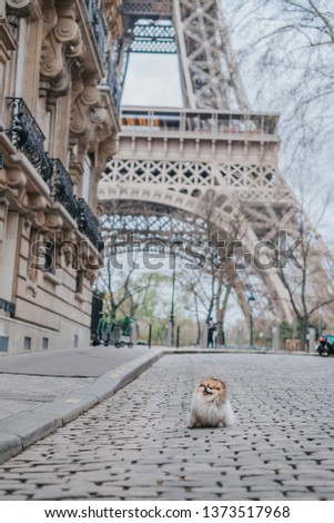 Little fluffy pomeranian dog sitting in the parisian street in front of the Eiffel Tower, Paris, France