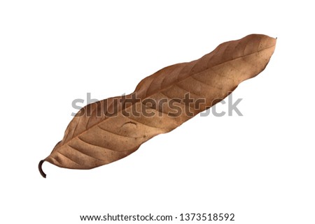 Dry leaves on a white background.