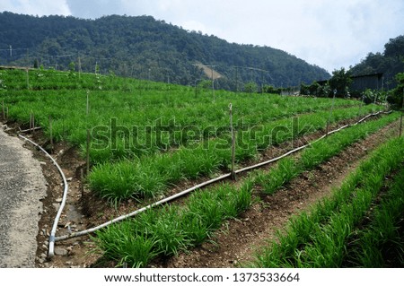 Vegetables farm with various crop such as mint, Chinese cabbage water crest, leafy and tomato.

Planting on open field soil garden and farm which traditional method 